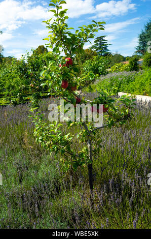 Albero di mele con Red Windsor le mele la maturazione nel mese di agosto in mura di cinta del giardino delle rose Wynyard Country House Hotel Tees Valley Inghilterra Foto Stock