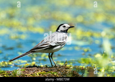 Piccolo uccello bianco White wagtail nell'acqua Foto Stock