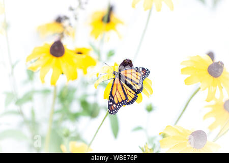 Un maschio di farfalla monarca (danaus plexippus) in un giardino tra i fiori Foto Stock
