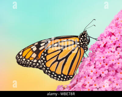 Vista laterale di un monarca (danaus plexippus) farfalla su una rosa buddleia Foto Stock