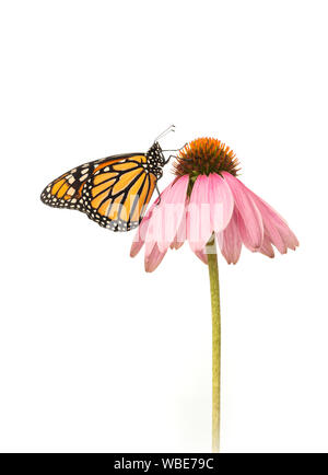 Vista laterale di un monarca (danaus plexippus) farfalla su un cono di rosa fiori - su sfondo bianco Foto Stock
