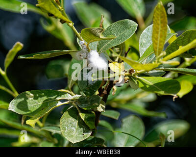 Froghoppers cuckoo spit Foto Stock