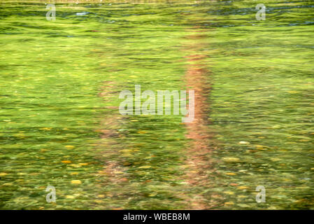Ponderosa pine trees riflessa nel fiume Minam, Wallowa Mountains, Oregon. Foto Stock