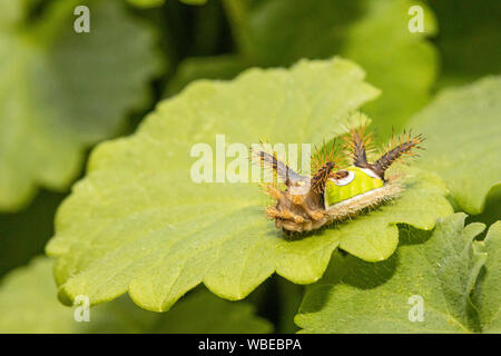 Velenosa a doppio spiovente caterpillar - Acharia stimulea Foto Stock