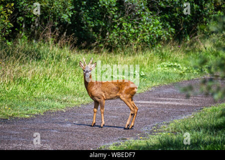 European Roe Deer Buck Foto Stock