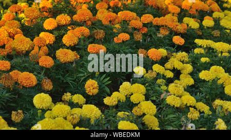 Giallo e arancio calendula fiori nel giardino, Tagetes erecta Foto Stock