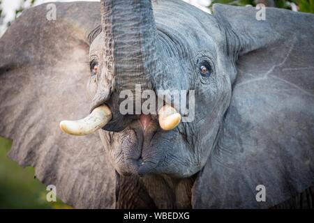 I giovani dell' elefante africano (Loxodonta africana) solleva il tronco, ritratto, Klaserie Riserva Naturale, Sud Africa Foto Stock