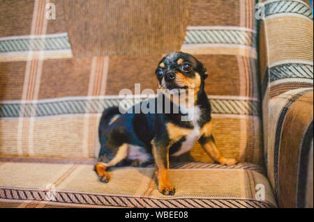 Brown shorthair dai capelli rossi cane chihuahua risiede e si siede sul divano.Chihuahua su un divano marrone. Un marrone-nero-bianco tricolore Chihuahua cane è in appoggio sul Foto Stock