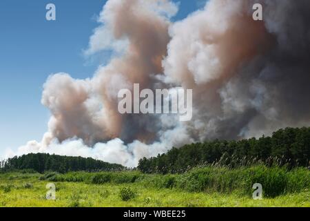 Il fuoco su un campo di grano vicino Tutow, Parco Naturale Peental, Meclemburgo-Pomerania, Germania Foto Stock