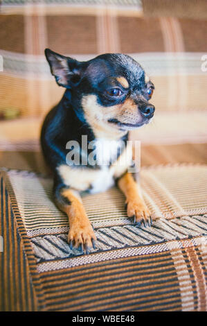 Brown shorthair dai capelli rossi cane chihuahua risiede e si siede sul divano.Chihuahua su un divano marrone. Un marrone-nero-bianco tricolore Chihuahua cane è in appoggio sul Foto Stock