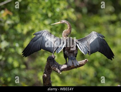 Oriental Darter (Anhinga melanogaster) essiccare le ali, fiume Kinabatangan, Sabah Borneo, Malaysia Foto Stock