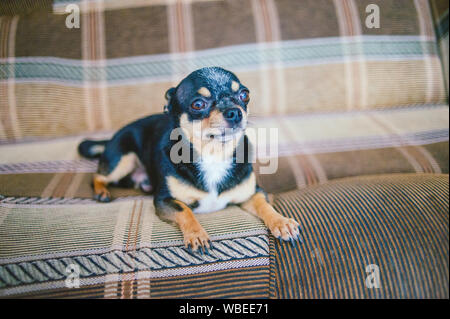 Brown shorthair dai capelli rossi cane chihuahua risiede e si siede sul divano.Chihuahua su un divano marrone. Un marrone-nero-bianco tricolore Chihuahua cane è in appoggio sul Foto Stock