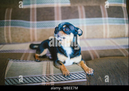 Brown shorthair dai capelli rossi cane chihuahua risiede e si siede sul divano.Chihuahua su un divano marrone. Un marrone-nero-bianco tricolore Chihuahua cane è in appoggio sul Foto Stock