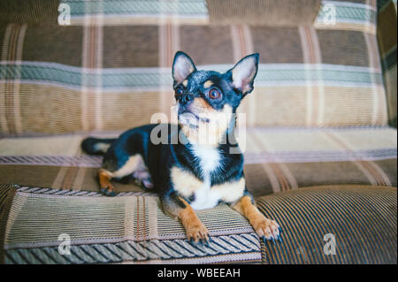 Brown shorthair dai capelli rossi cane chihuahua risiede e si siede sul divano.Chihuahua su un divano marrone. Un marrone-nero-bianco tricolore Chihuahua cane è in appoggio sul Foto Stock