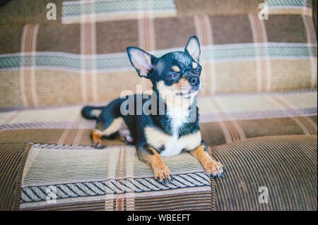 Brown shorthair dai capelli rossi cane chihuahua risiede e si siede sul divano.Chihuahua su un divano marrone. Un marrone-nero-bianco tricolore Chihuahua cane è in appoggio sul Foto Stock