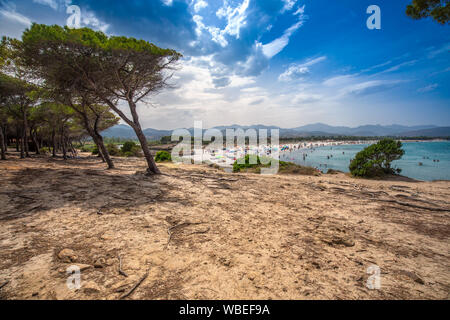 Alberi di pino sulla spiaggia di Budoni, Sardegna, Italia, Europa. Foto Stock