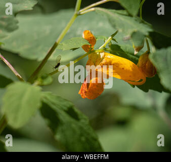 Un minuscolo moscerino crawl verso un arancio jewelweed fiore (Impatiens capensis) circondato dal verde delle foglie in una foresta Foto Stock