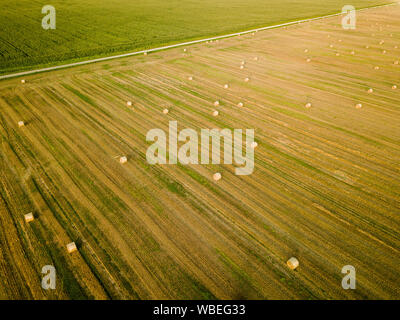 Campo agricolo pieno di rotoli di fieno durante la calda estate del tramonto. Antenna vista dall'alto in basso. Foto Stock