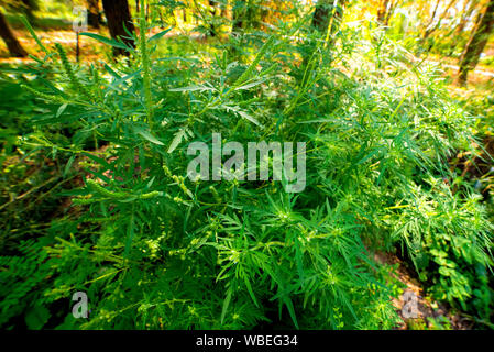 L ambrosia cespugli. Ambrosia artemisiifolia causando allergia estate e autunno. ambrosia è una pericolosa infestante. il polline provoca una forte allergia al mou Foto Stock