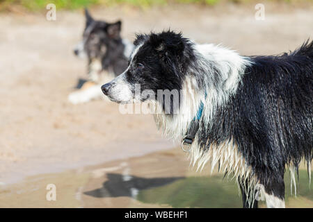 Un giovane Border Collie cane con pelo umido Foto Stock