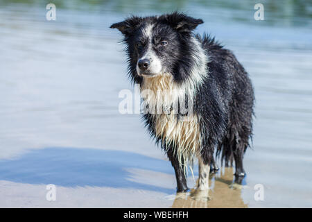 Un giovane Border Collie cane con pelo umido Foto Stock