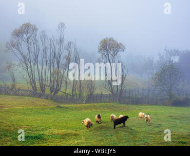 Piccolo allevamento di pecore al pascolo nella nebbia spessa. meraviglioso paesaggio rurale. sei un bianco uno nero animali da fattoria divertendosi in tali condizioni meteorologiche. alberi dietro il f Foto Stock