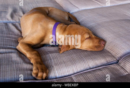 Un piccolo cucciolo marrone o ungherese Magyar Vizsla e il suo naso, orecchie e piedi dormire in modo confortevole e rilassante in un lettino marrone Foto Stock