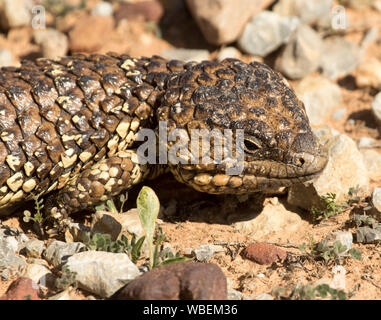 Close-up di testa della lucertola Shingleback, Tiliqua rugosa, sul terreno pietroso, nel selvaggio in outback Australia Foto Stock