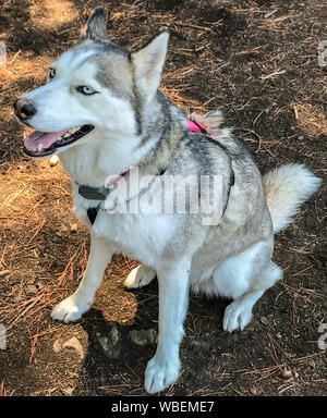 Giovane femmina Siberian Husky con gli occhi blu. Foto Stock