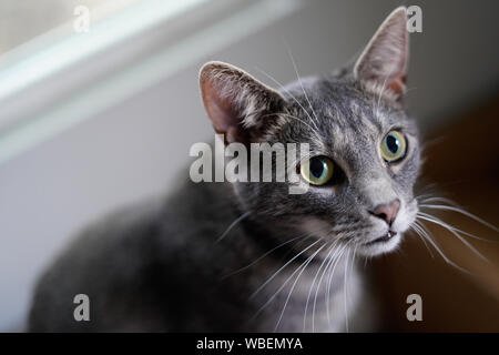 Grigio carino gattino con gli occhi verdi Foto Stock