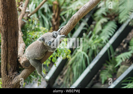 Sleeping Australian Koala sugli alberi, ambiente naturale Foto Stock