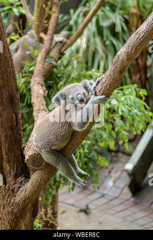 Sleeping Australian Koala sugli alberi, ambiente naturale Foto Stock