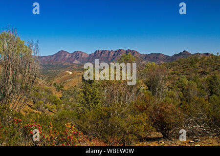 Flinders Ranges National Park con robusto rosso intervalli rocciosa che arrivano fino in cielo blu e rosso fiori selvatici in primo piano, Sud Australia Foto Stock