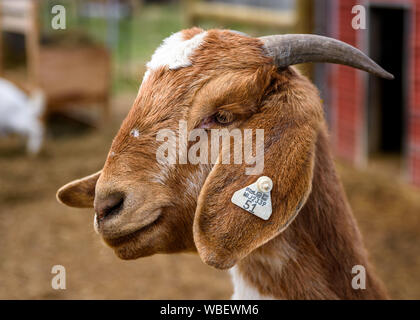 Primo piano della capra con le corna Foto Stock