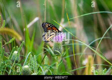 Farfalla monarca su un fiore di cardo Foto Stock