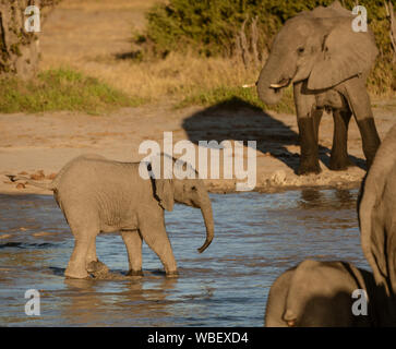 Baby Elephant cammina verso il resto del gruppo in un foro di irrigazione in Botswana Foto Stock