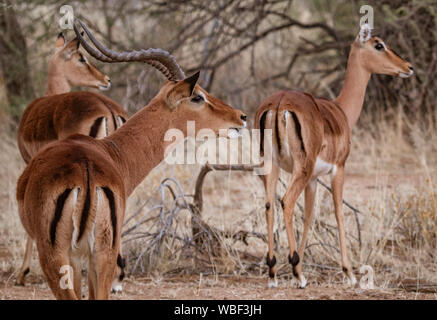 Un maschio di impala controlla il suo harem di femmine in Namibia Foto Stock