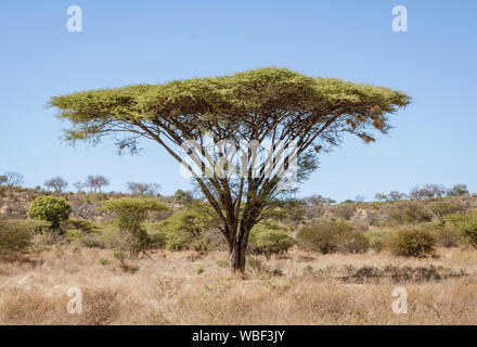 Ombrello di alberi di acacia tendono ad essere isolato da qualsiasi altra grandi piante in Botswana Foto Stock