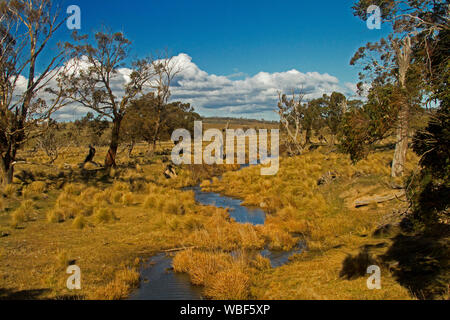 Australian colorato paesaggio invernale con alberi di gomma & golden erbe hemming azzurre acque del flusso stretto & colline salendo in cielo blu in Victoria Foto Stock