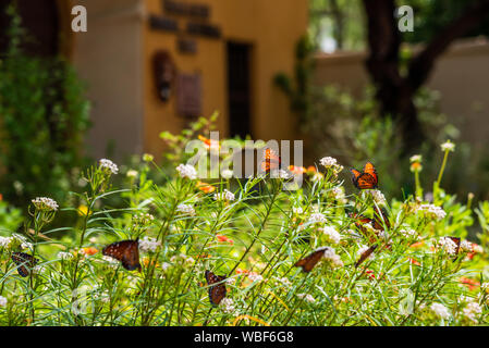 Regina farfalle al giardino anteriore mediante l ingresso del Tumacacori National Historic Park vicino Tubac, Arizona. Foto Stock