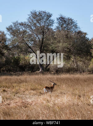 Un maschio solitario lechwe rosso è isolato dal suo allevamento e da solo in Botswana Foto Stock