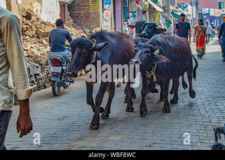 Barsana, India - 23 Febbraio 2018 - bovini a piedi attraverso le strade di ciottoli della città Foto Stock