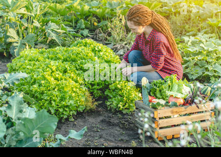 Donna giovane agricoltore agronomo raccoglie la verdura fresca e insalata verde in giardino. Materie organiche i prodotti coltivati su una home farm Foto Stock