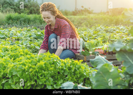 Donna giovane agricoltore agronomo raccoglie la verdura fresca e insalata verde in giardino. Materie organiche i prodotti coltivati su una home farm Foto Stock