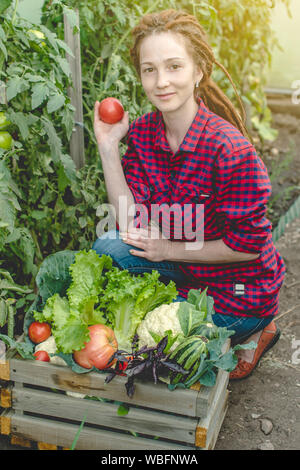 Una donna giovane agricoltore agronomo raccoglie ortaggi freschi pomodori in una serra. Materie organiche i prodotti coltivati su una home farm Foto Stock