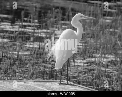 Monocromatico di un grande Egret orientale bianco, questo alto ed elegante uccello mangia insetti e piccole creature acquatiche che trova in acqua Foto Stock