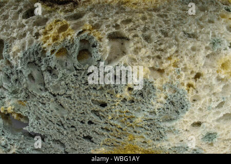 Pane - vecchie e ammuffite affettato, isolato su sfondo bianco. Foto Stock