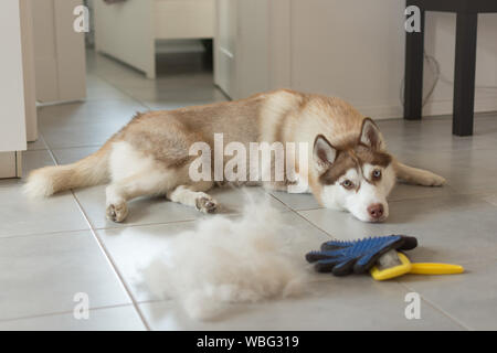 Siberian Husky giace sul piano nella pila della sua pelliccia e cane comb. Concetto molt annuale, umettare spargimento, moulting cani. Spazzola per pellicce di cane cura. Foto Stock