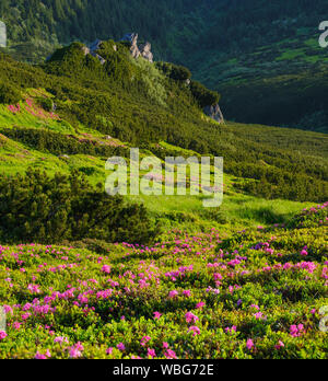 Rosa rosa fiori di rododendro sulla montagna d'estate pendenza. Carpazi, Chornohora, Ucraina. Foto Stock