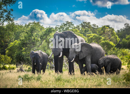 Famiglia di elefanti nel Parco Nazionale di Kruger, Sud Africa. Foto Stock
